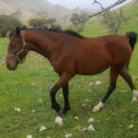 کره اسب مادیون درهشوری