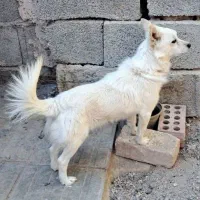 اشپیتز روباهی|سگ|کرمان, |دیوار