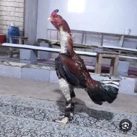لاری توم