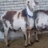 دوعدد قورچ پلنگی بره هاساله گذشته نژادخوب