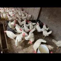 مرغ و خروس زنده قربانی طرشت