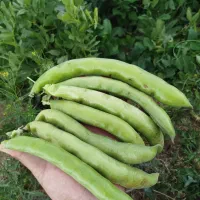 فروش باقلا درجه یک 30تومن