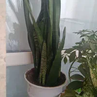 گل سانسوریا پر برگ و پاجوش