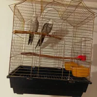 فروش یه جفت عروس هلندی وایت فیس