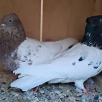 صید|پرنده|بجنورد, |دیوار