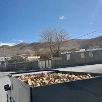 فروش چغندر تحویل به مشتری