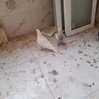 پرشی ....