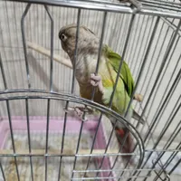 طوطی کرینجیک