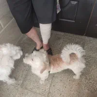 یک سگ پیدا کردم محدوده سراج