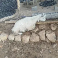 بز کولار گیسه|حیوانات مزرعه|جهرم, |دیوار