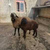 گوسفند میش بره