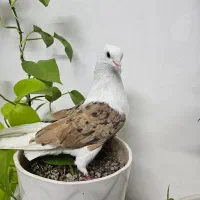 دوکت زرد خال سیاه