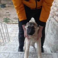 توله سگ پیدا شده مال هر کی هست زنگ بزند