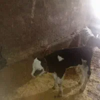 گوساله|حیوانات مزرعه|ایجرود, |دیوار