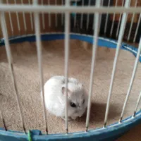 همستر|موش و خرگوش|نظرآباد, شهرک آزادگان|دیوار