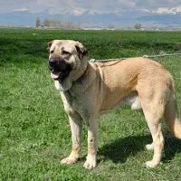 واگذاری سگ عراقی 19 ماهه