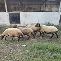 فروش گوسفند،بره،میش(نمایشگاه دام استان مازندران)|حیوانات مزرعه|ساری, |دیوار