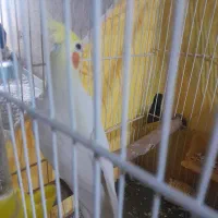 عروس هلندی سخنگو|پرنده|مشهد, آزادشهر|دیوار