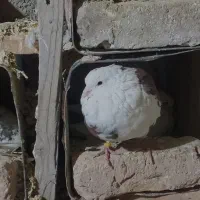 فروش کفتر پرشی گنجه‌ای(یکجا)