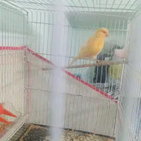 قناری ماده|پرنده|سبزوار, فیاض|دیوار