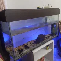 آکواریوم با وسایل جانبی|ماهی|فردیس, فردیس|دیوار