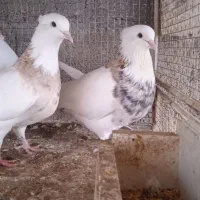 کبوتر طوقی|پرنده|لامرد, |دیوار