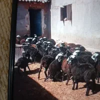 فروش قوچ بره نر میش