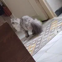 گربه های زیبا|گربه|رشت, کوی فکوری|دیوار