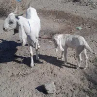 بز وکهره فروشی|حیوانات مزرعه|بلوک, |دیوار