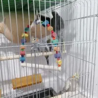 عروس هلندی جفتی مولد