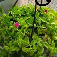 کالای منزل|کنسول، بازی ویدئویی و آنلاین|بروجرد, |دیوار