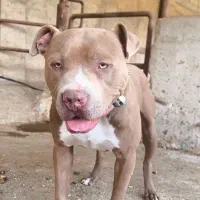 سگ پیتبول امریکن اصیل نر|سگ|تهران, نازیآباد|دیوار