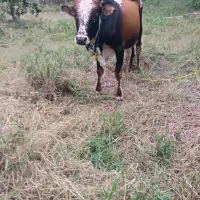 گوساله نر