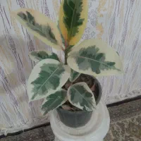 گل های آپارتمانی زیبا