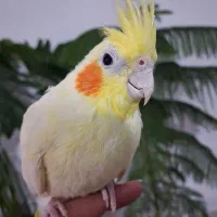 عروس هلندی