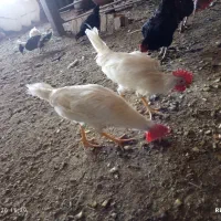 دو عدد خروس گوشتی