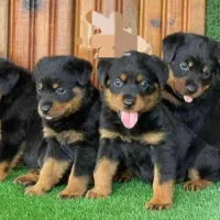 روت وایلر و دوبرمن چند قلاده توله دوماهه|سگ|فردیس, شهرک سپاه|دیوار