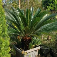 گیاه سیکاس وگل توری و شمشاد پیوندی و سرو لافسون