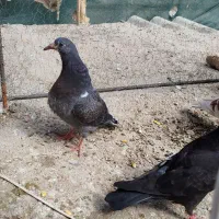 کبوتر گم شده
