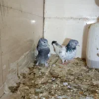 کفتر بهبونی وشهری|پرنده|شیراز, کیان آباد|دیوار