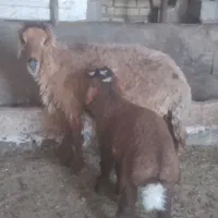 گوسفند مطفل