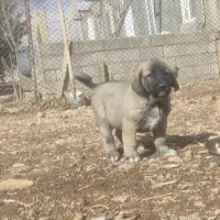 توله پژدر|سگ|دالاهو, |دیوار