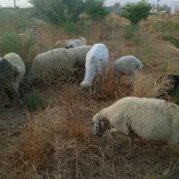 میش فروشی ارزوئیه|حیوانات مزرعه|ارزوئیه, |دیوار