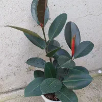 افوربیای قرمز پر شاخه|گل و گیاه طبیعی|رشت, تازه آباد|دیوار