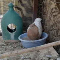 فردش کبوتر|پرنده|فلاورجان, |دیوار