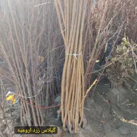 نهال های پیوندی پسته ،بادام،گردو ارقام میوه|خدمات باغبانی و درختکاری|شیراز, نیایش|دیوار