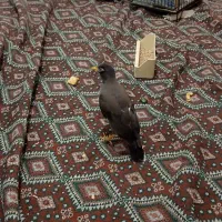 مرغ مینا رام|پرنده|ری, دولتآباد|دیوار