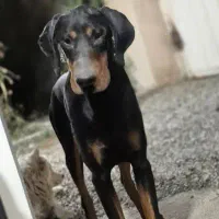 دوبرمن اروپایی نر پوست چرمی|سگ|تهران, تجریش|دیوار