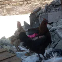 مرغ