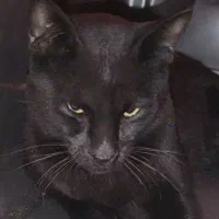 گربه پیدا شده نارنجی و مشکی دستی